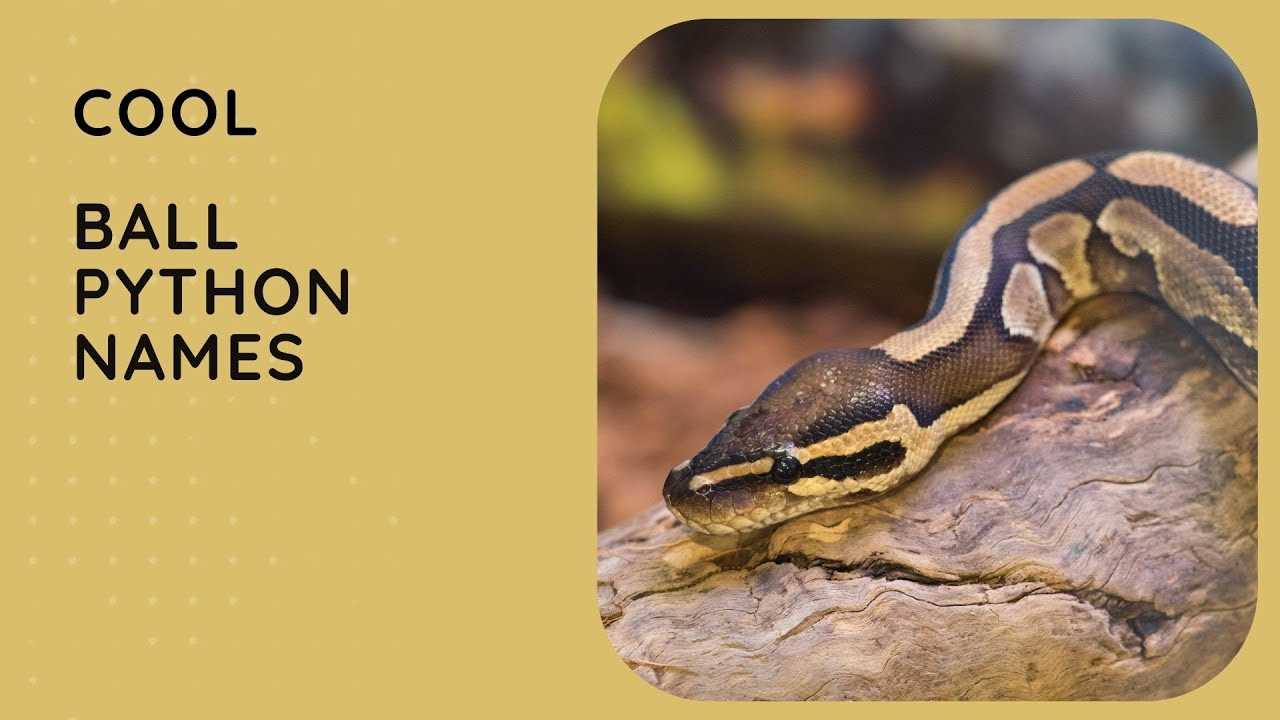 Ball python names