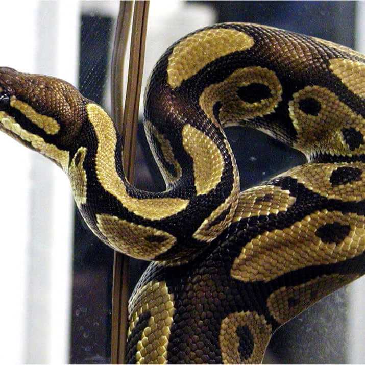 Ball python pictures