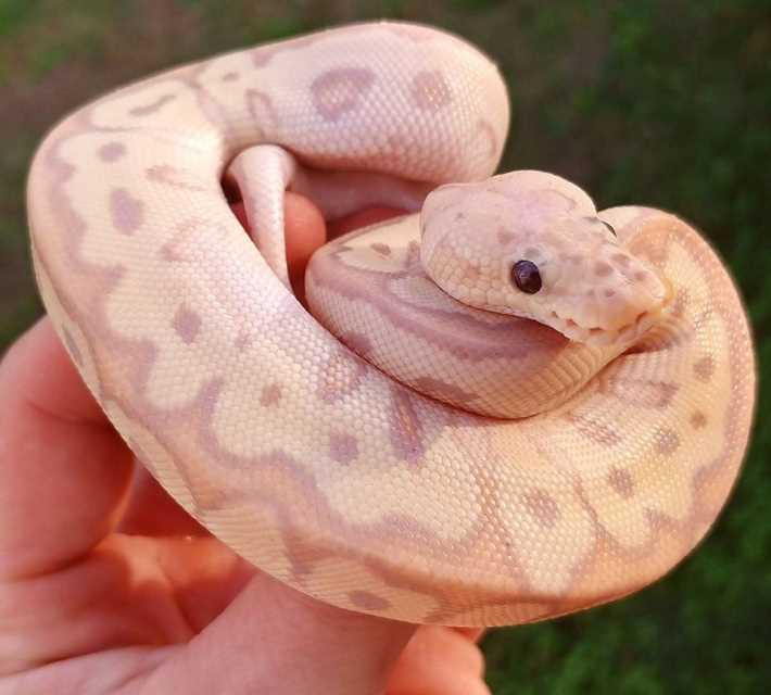 Common Health Issues in Ball Python Pink Belly