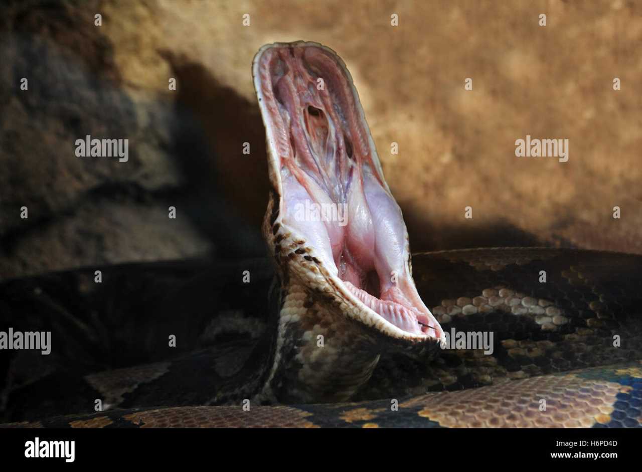 Ball python snake teeth