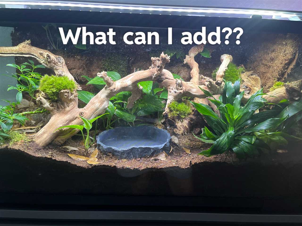 Provide Hiding Spots for Your Ball Python