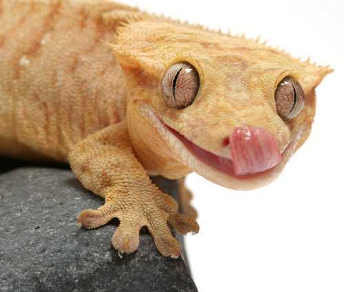 Banana gecko