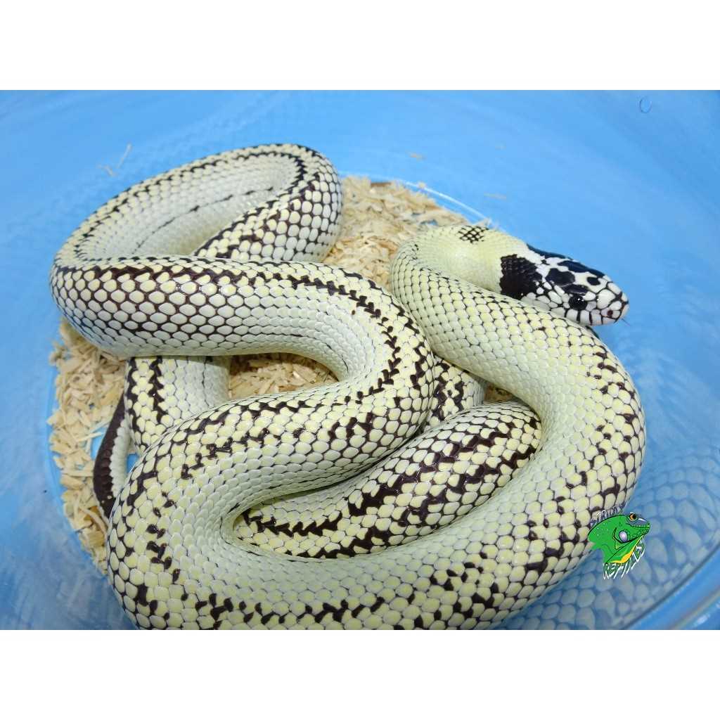Choosing a Suitable Enclosure for Your Banana King Snake