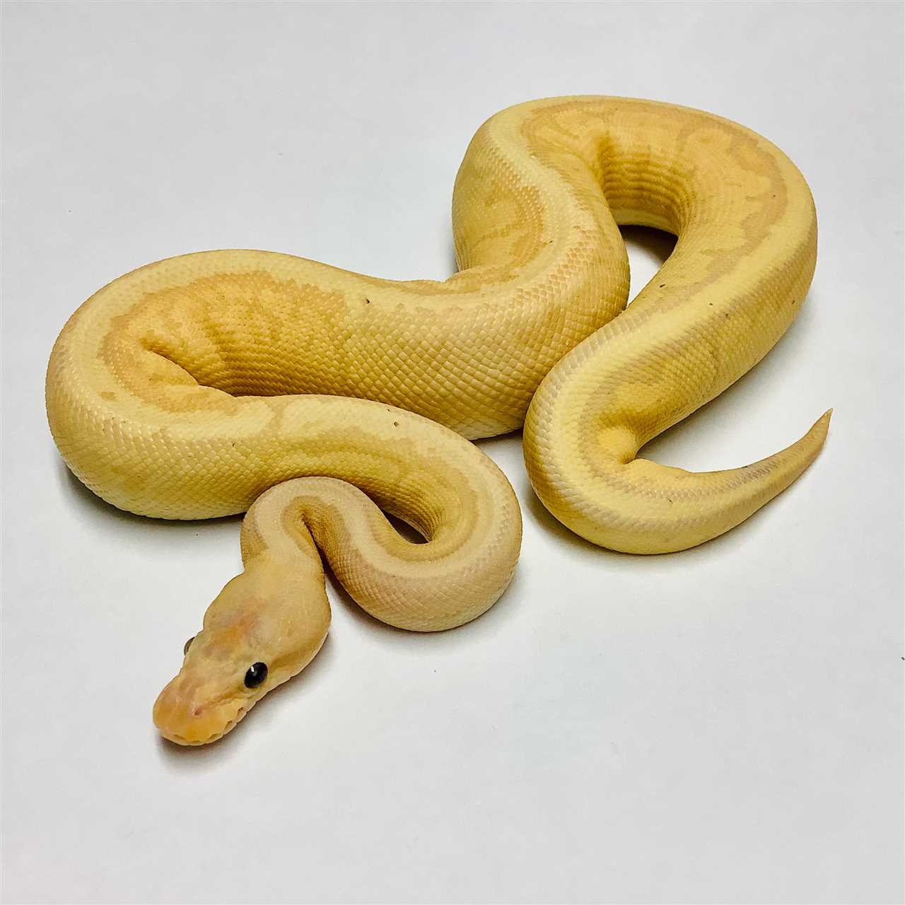 Breeding Pinstripe Ball Pythons