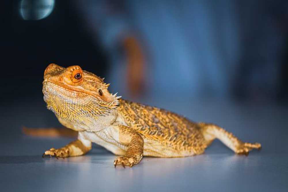 Basking spots for cold blooded pets