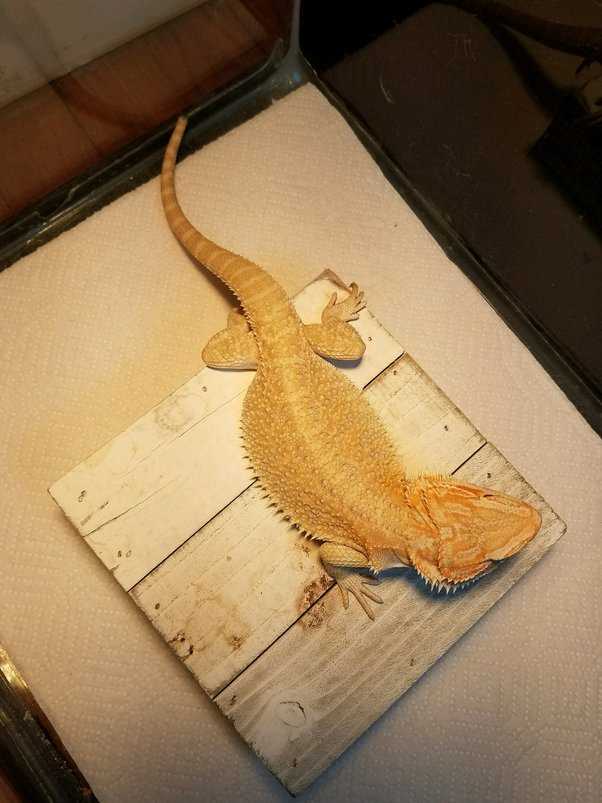 Handling and Socializing Your 5-Month-Old Bearded Dragon