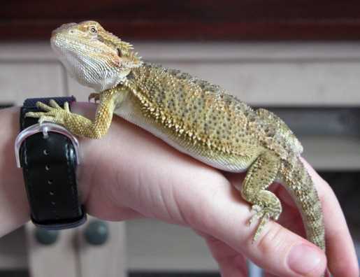  Common health issues to watch out for in a 5-month-old bearded dragon 