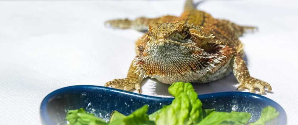 Introducing Apples into a Bearded Dragon's Diet