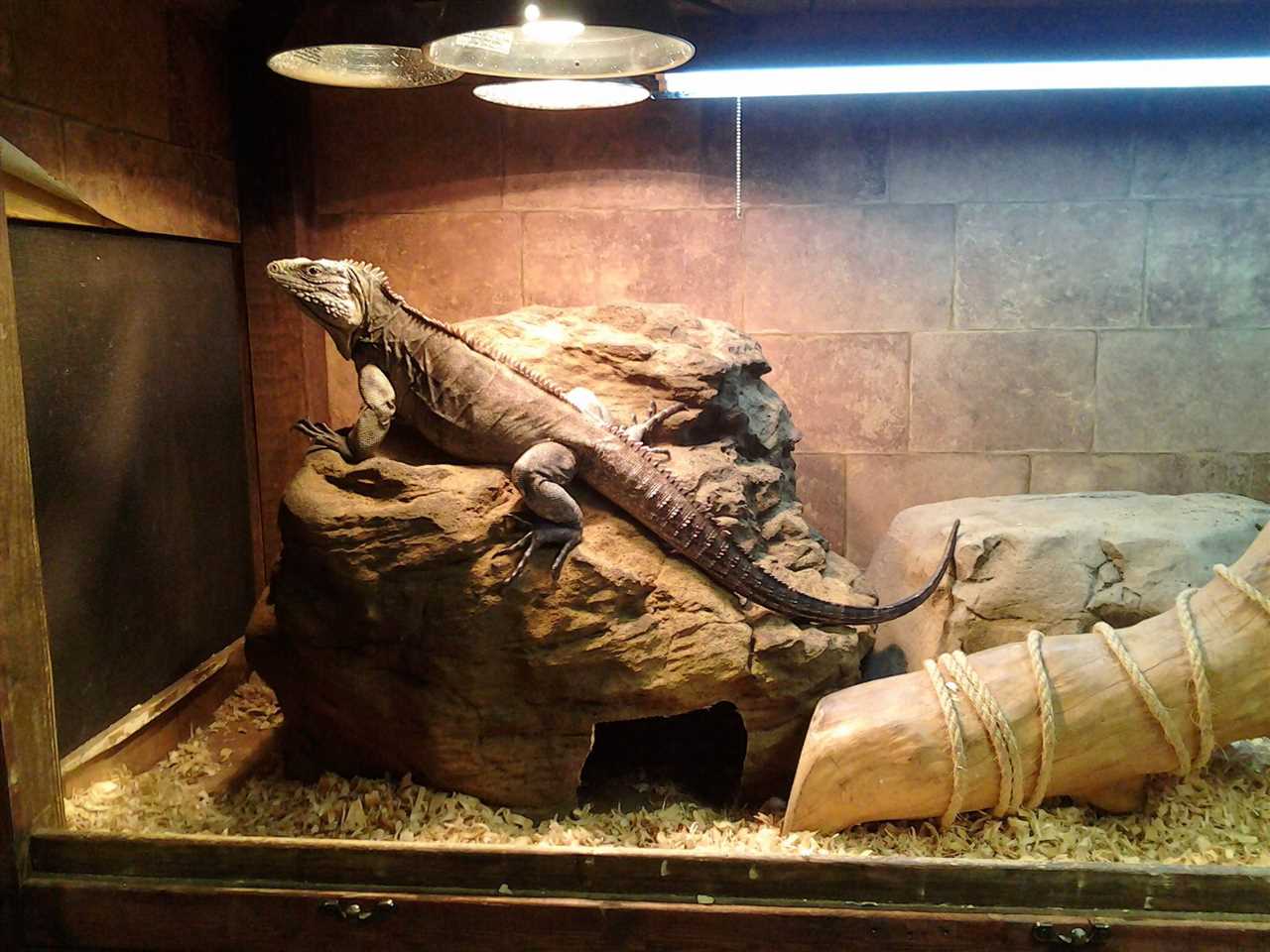 The Importance of a Basking Rock