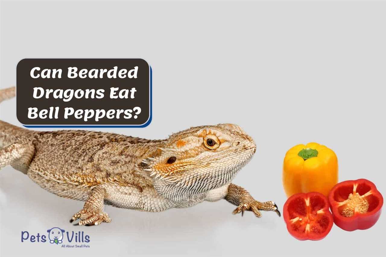 Bearded dragon bell pepper