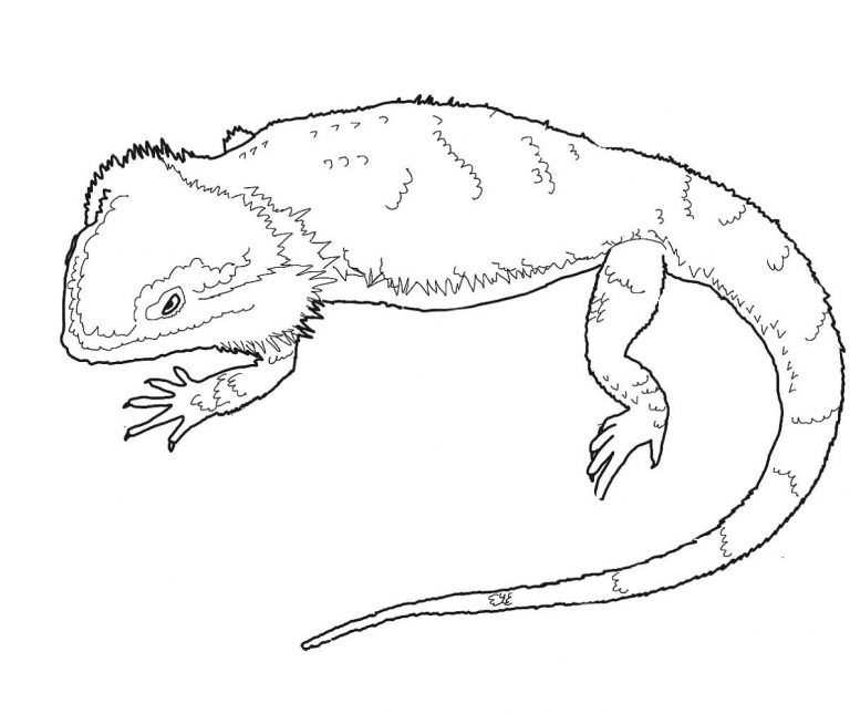 Bearded dragon coloring