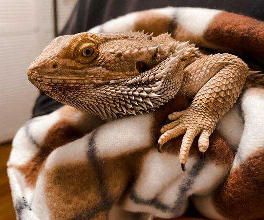 Ensuring a Safe Transition for Your New Bearded Dragon from Craigslist