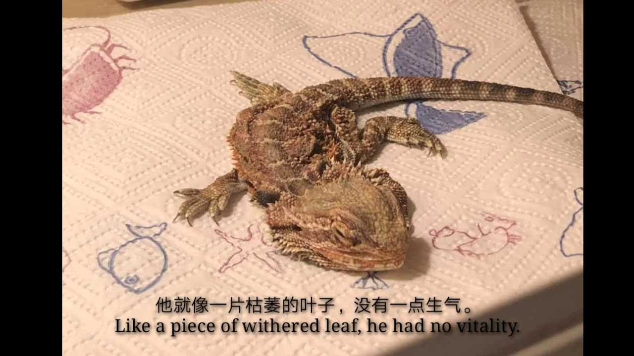 The Miraculous Recovery: Bearded Dragon Came Back to Life!