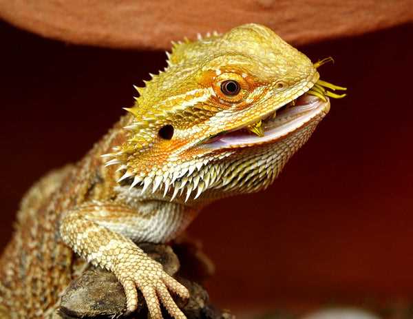 The Benefits of Feeding Mice to Your Bearded Dragon
