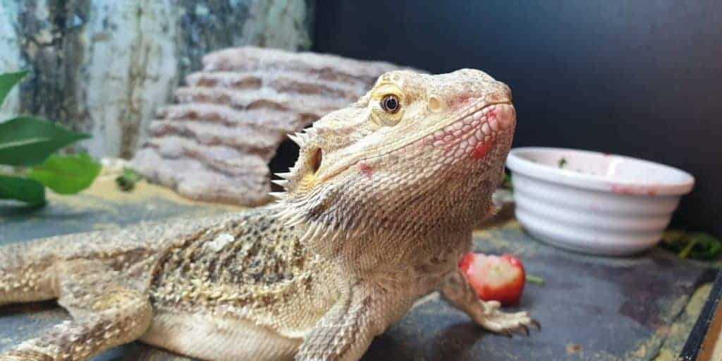 Bearded dragon eating strawberry