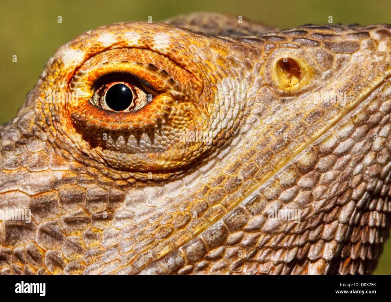 Regular Eye Examinations for Bearded Dragons