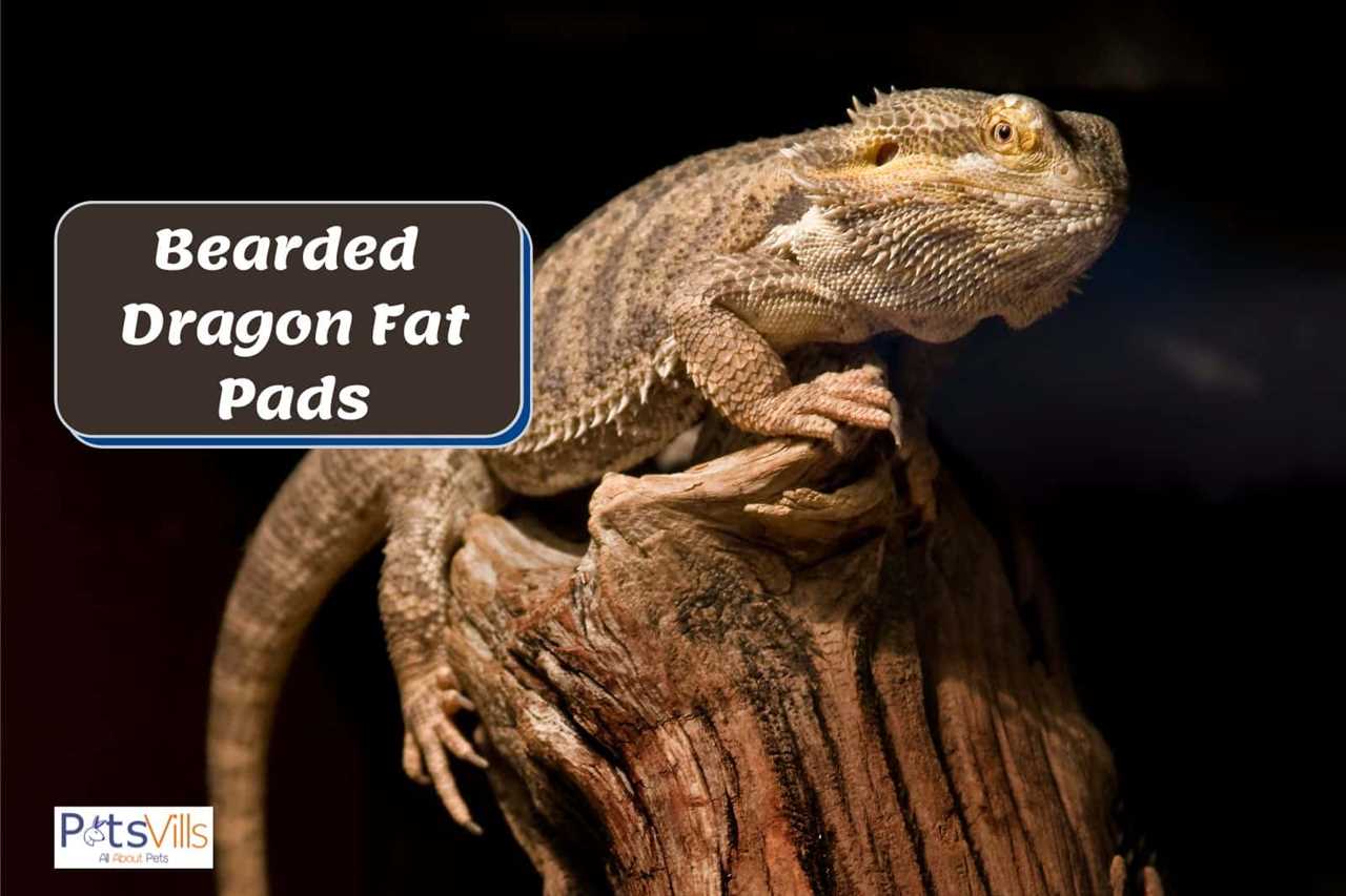 Bearded dragon fat pads