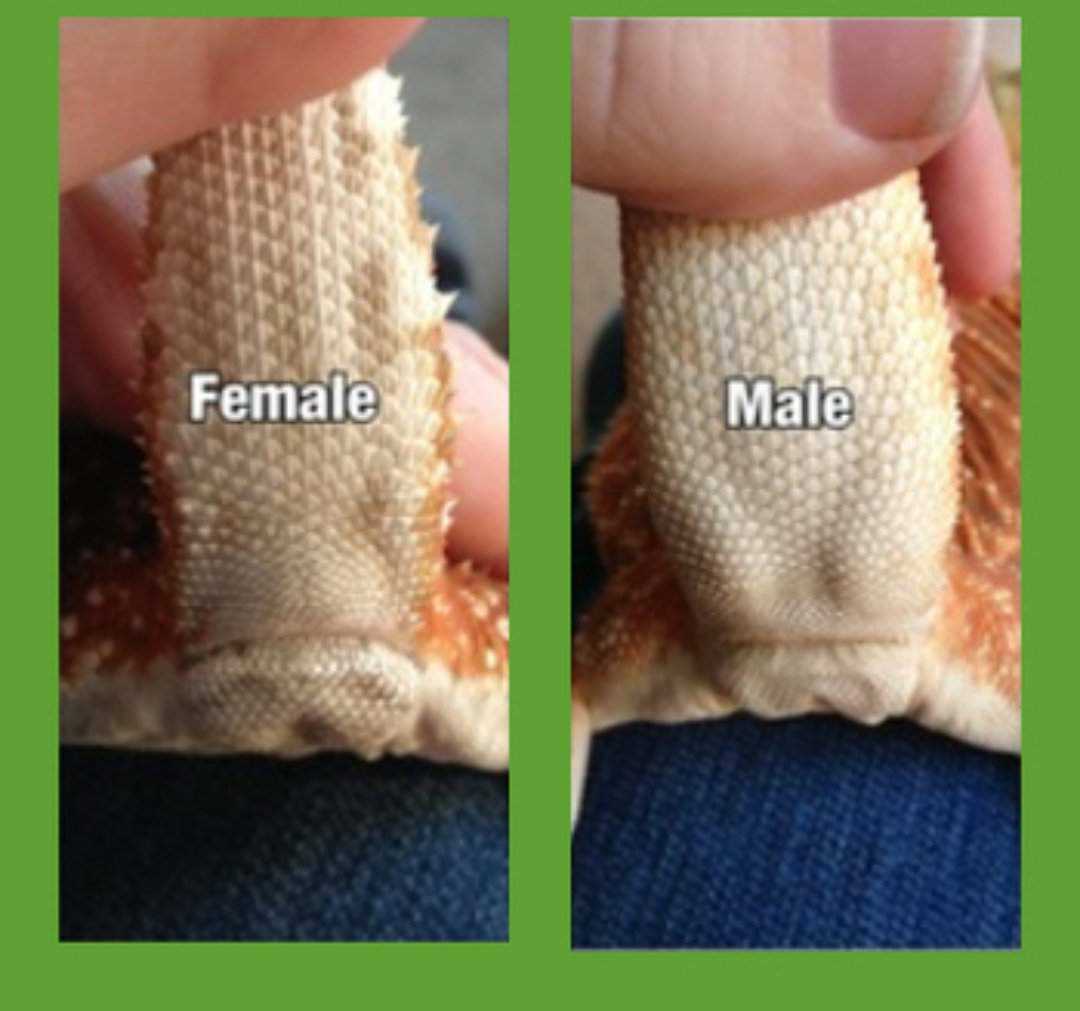 How to Determine the Gender of Your Bearded Dragon