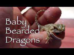 Arrival of Bearded Dragon Hatchlings