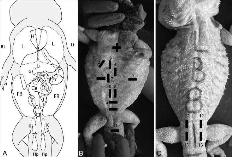  Structure and Function of Hemipenes 