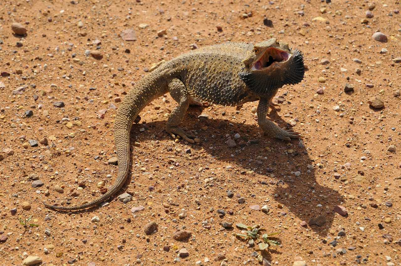 Bearded Dragon Hissing Causes Behavior And How To Handle Vital Frog   Bearded Dragon Hissing 8e0gjc7e 