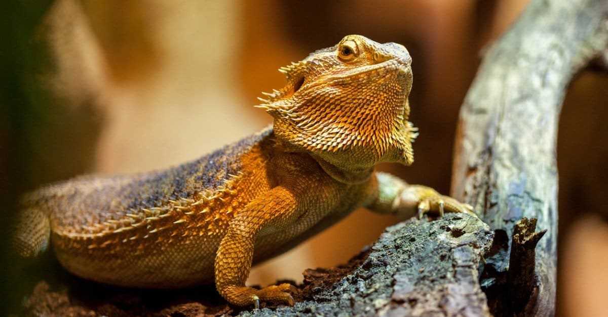Optimal humidity levels for shedding