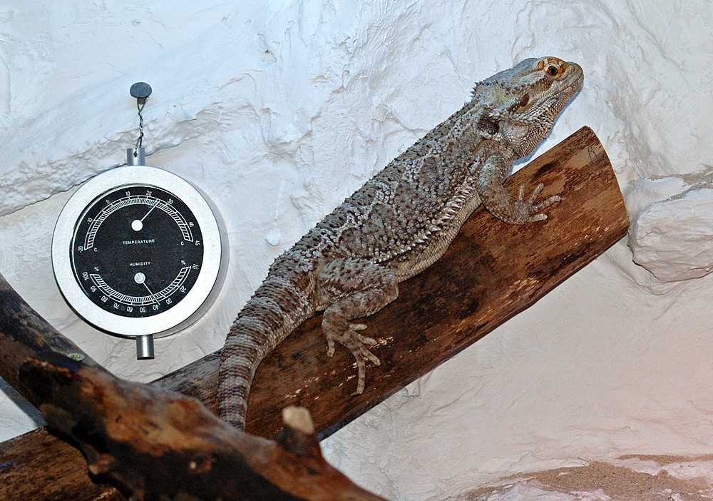 Optimal Humidity Levels for Bearded Dragons in Relation to Temperature