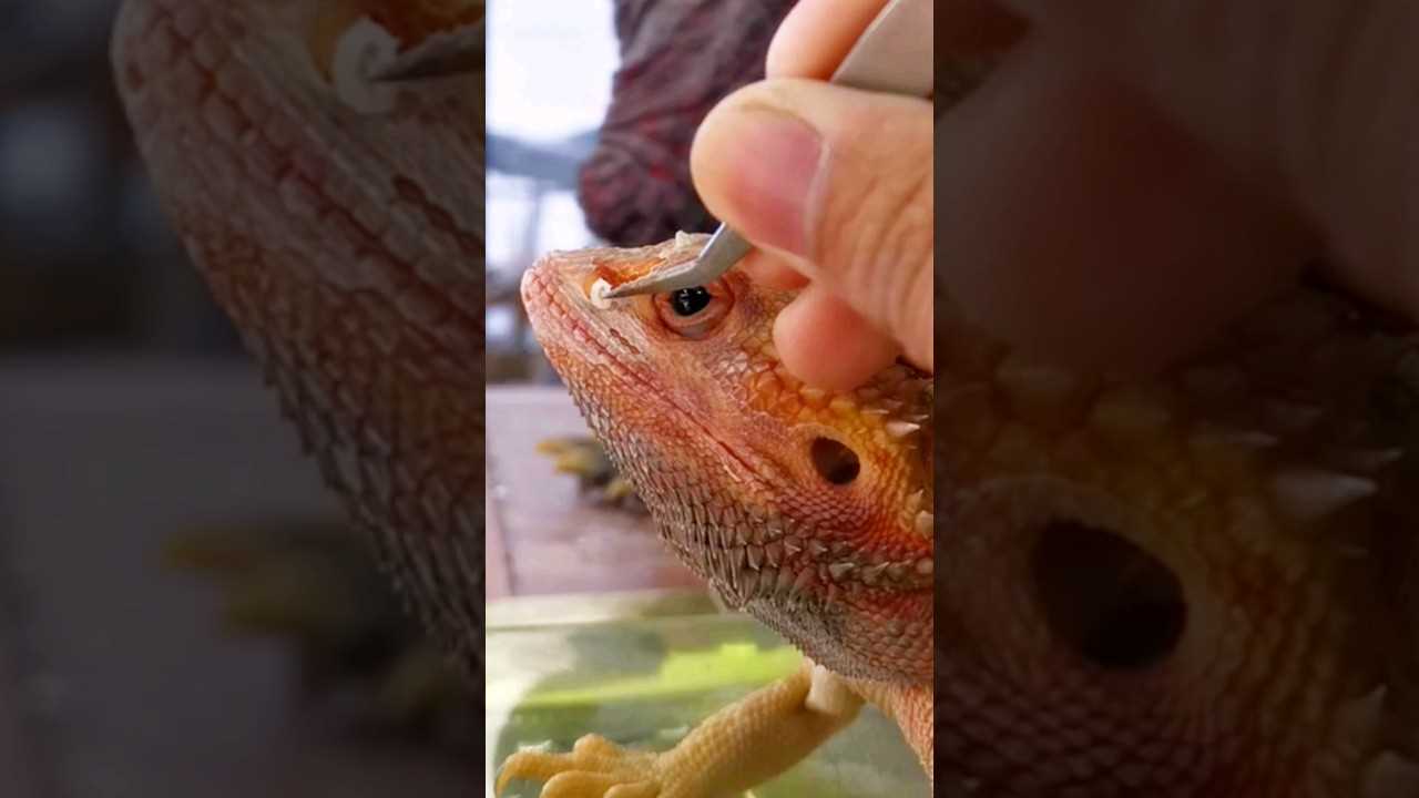 Why Use a Bearded Dragon Nose Plug for Bathing?