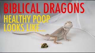 Why Is Bearded Dragon Poop Important?