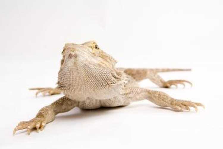 The Bearded Dragon's Neck: A Tool for Communication