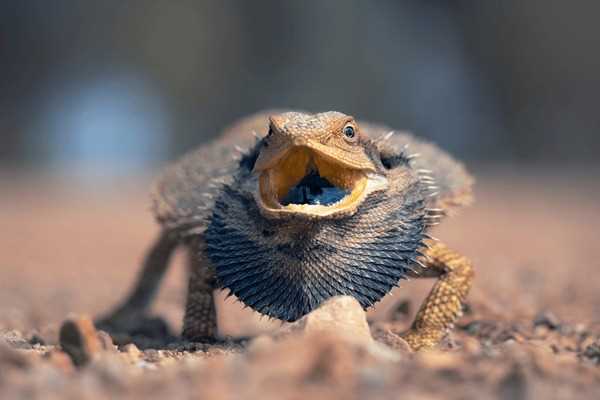 What Does It Mean When a Bearded Dragon Puffs Its Neck?