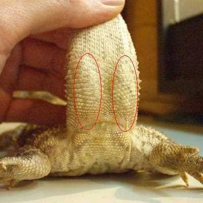 Visual Cues for Determining the Sex of Bearded Dragons
