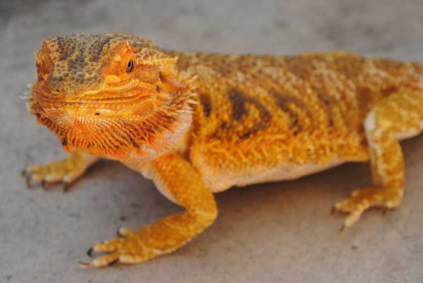 The Importance of UVB Lighting for Bearded Dragon Care