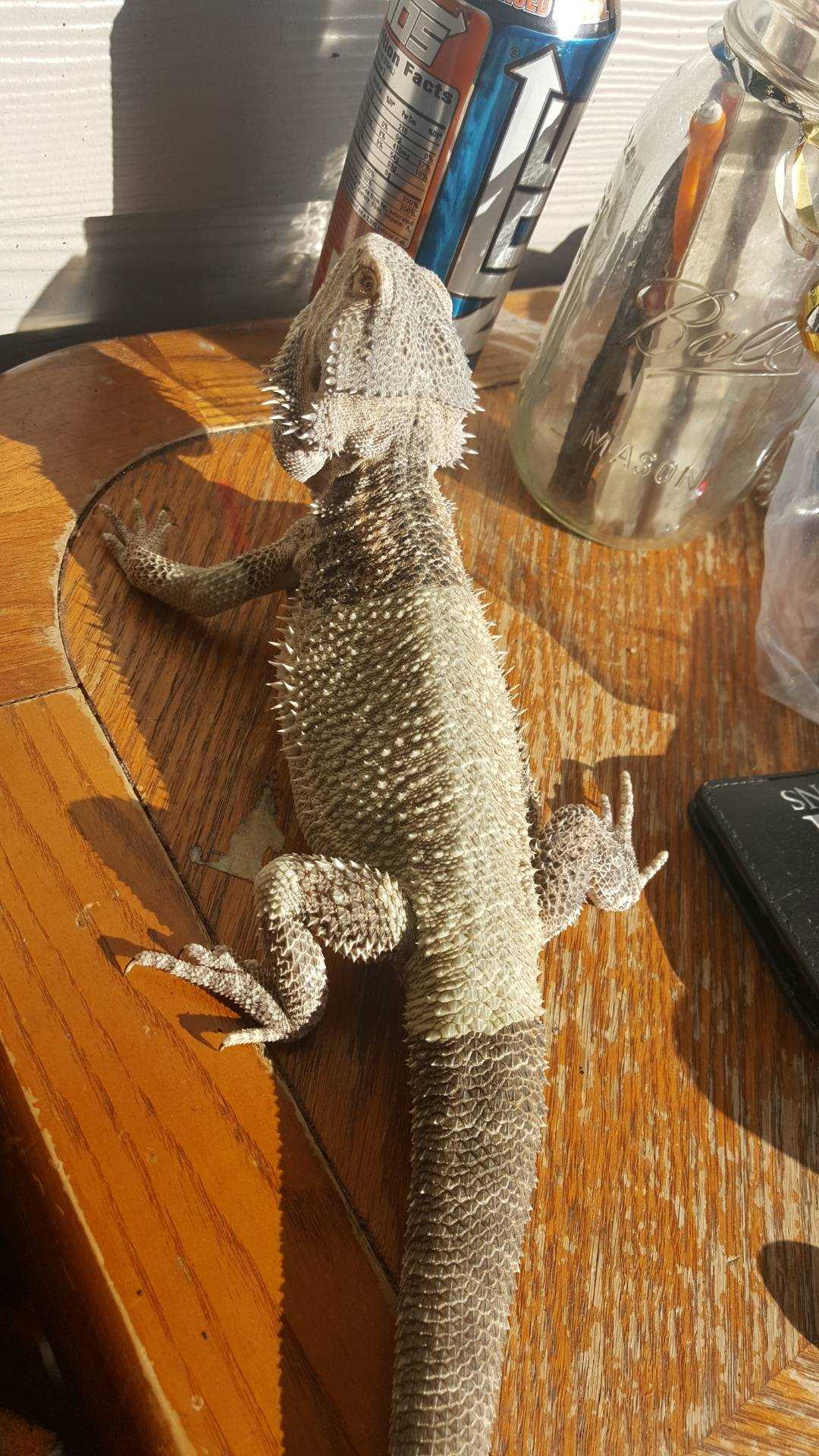 Possible Causes of Bearded Dragon Turning White: Temperature Issues