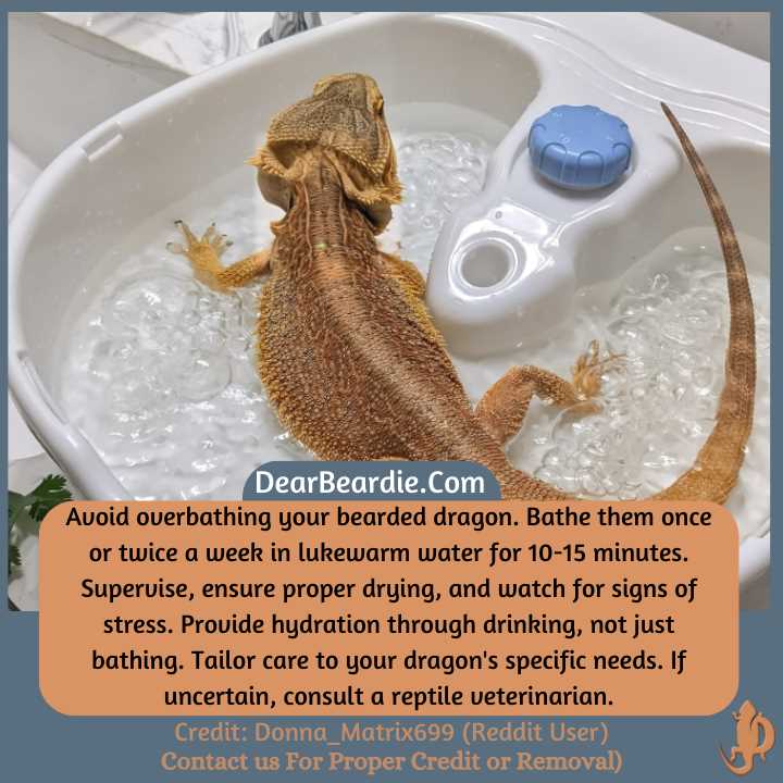 Causes of Abnormal Urates in Bearded Dragons