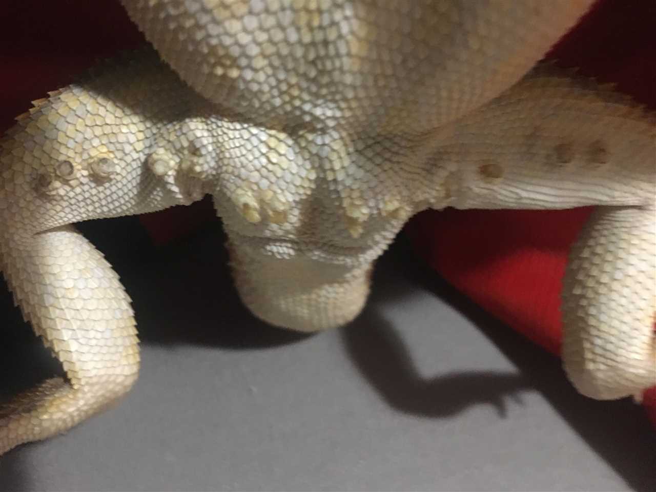Before and after healthy bearded dragon femoral pores
