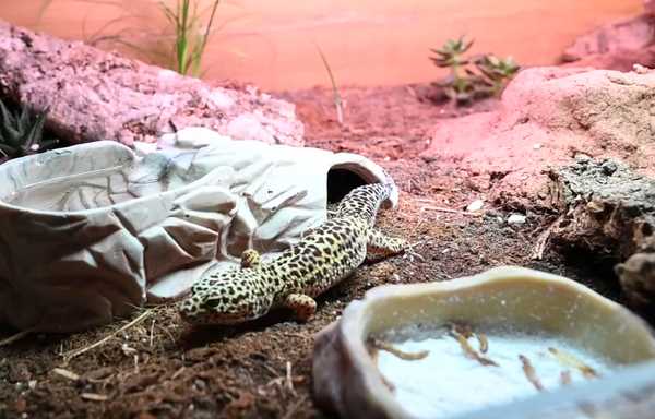 Choosing the Right Substrates for Leopard Geckos