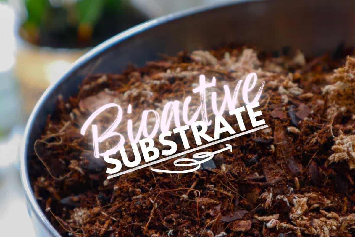 Bioactive substrate