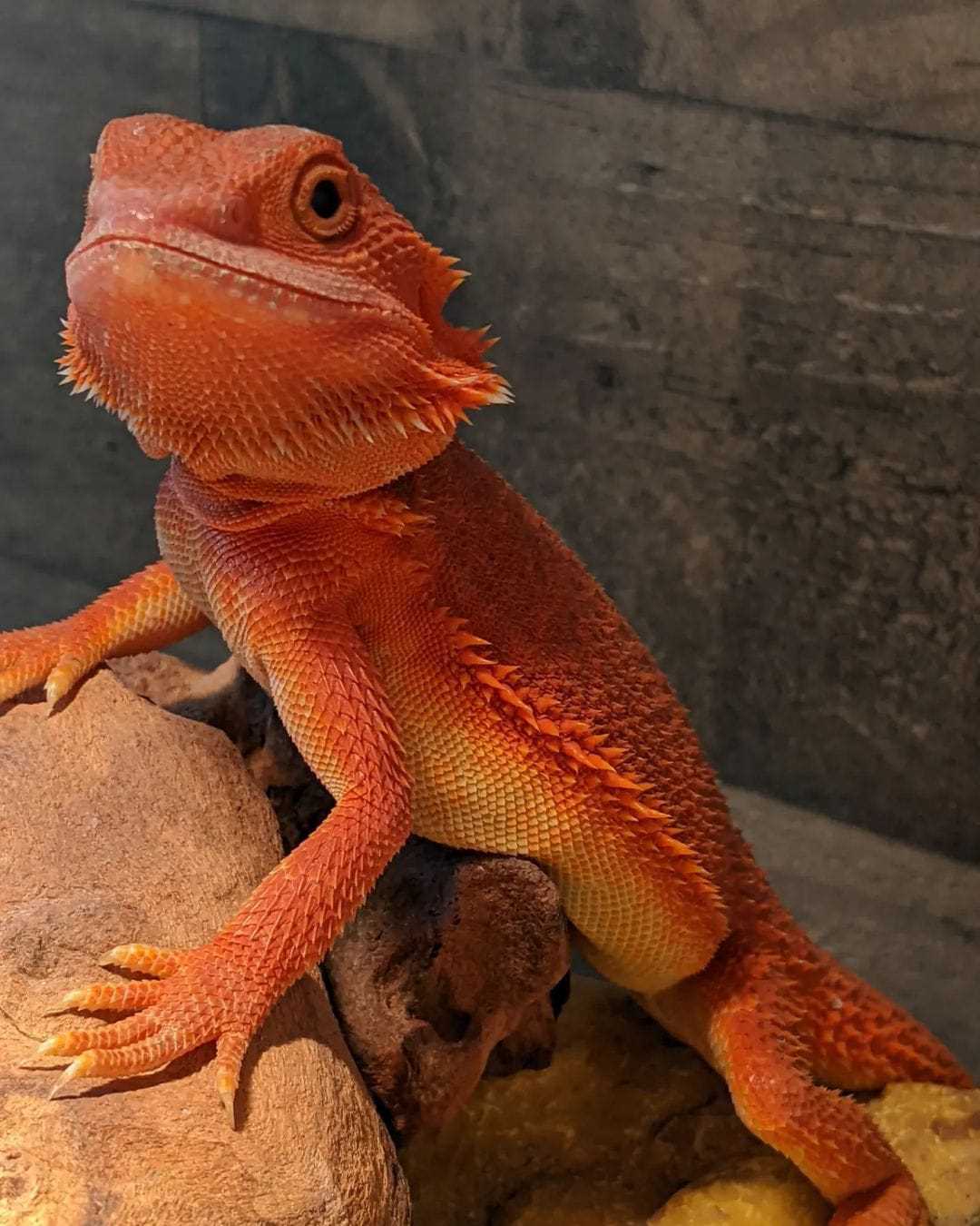 Black and red bearded dragon