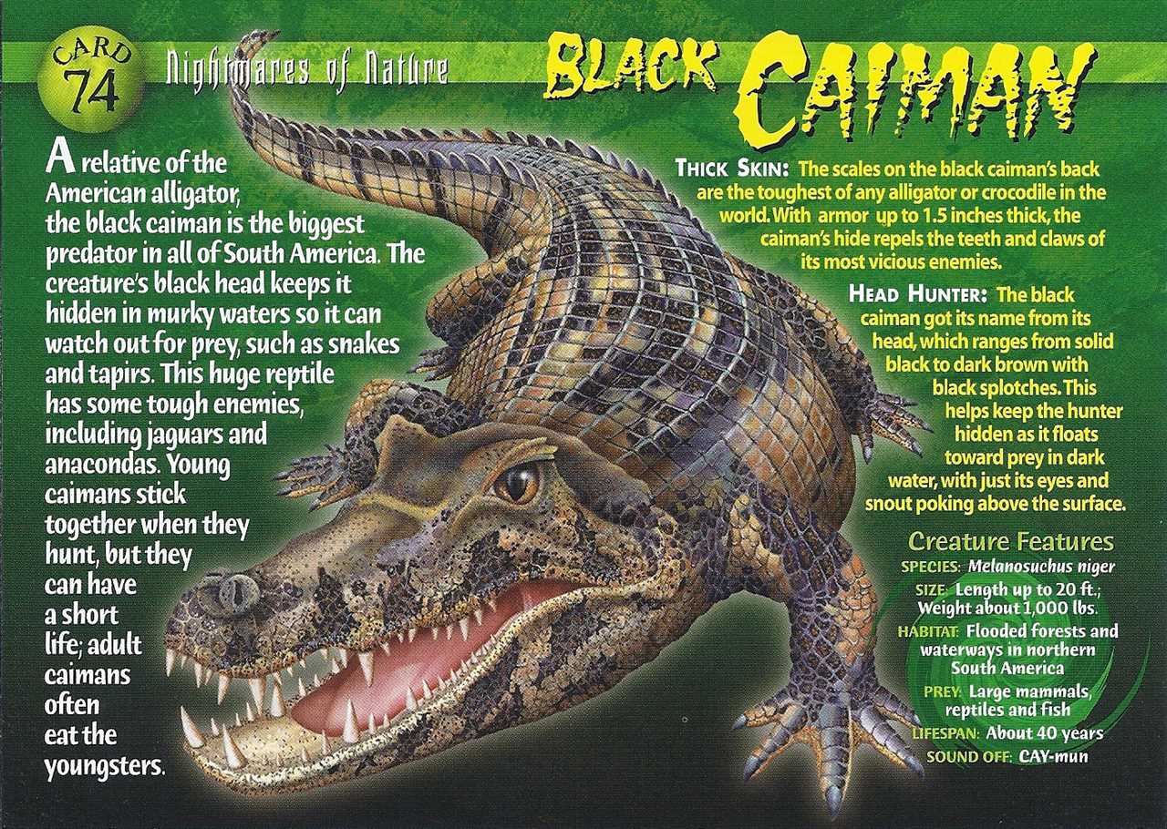 Comparison of Behavior and Feeding Habits: Black Caiman vs Saltwater Crocodile