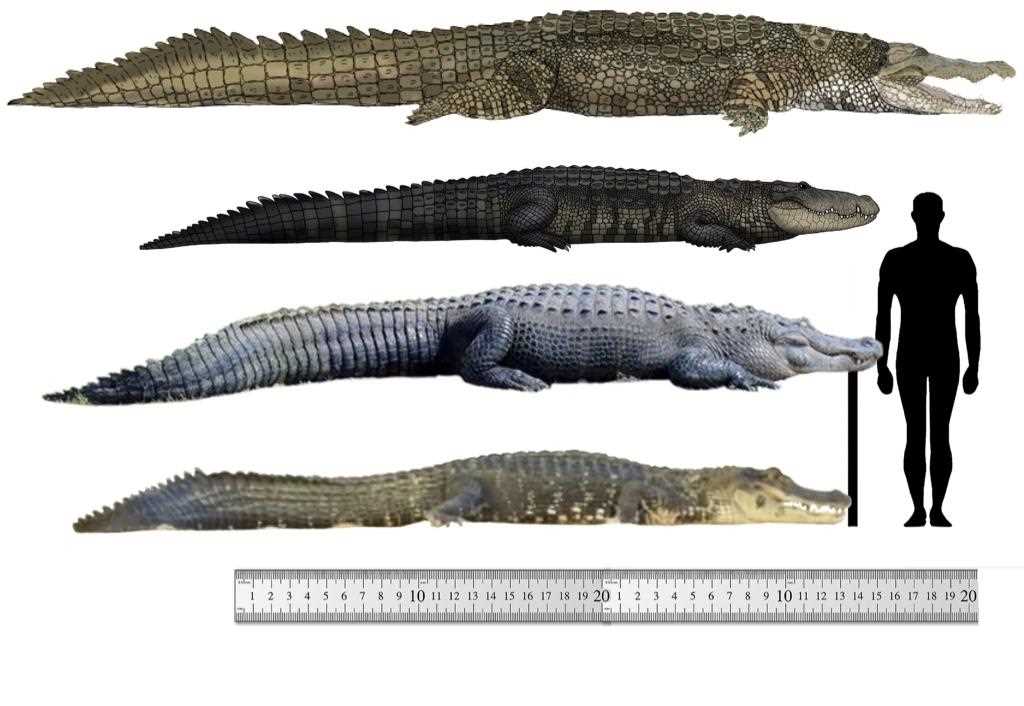 Black Caiman and Saltwater Crocodile: A Comparison of Habitat and Distribution