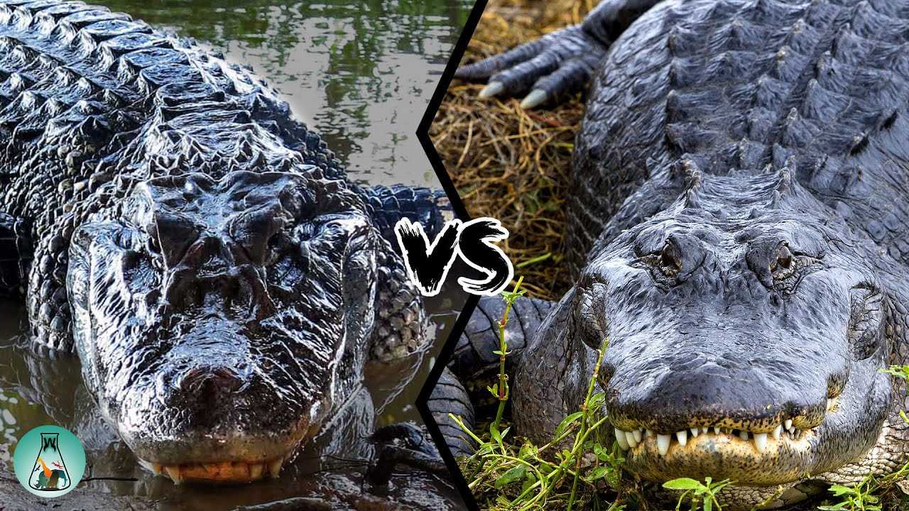 Black caiman vs saltwater crocodile