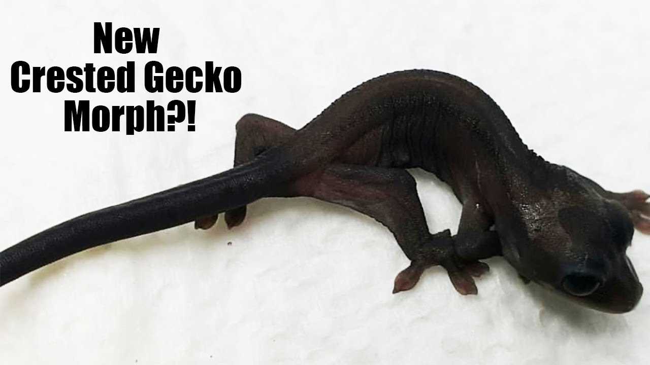 Black crested gecko