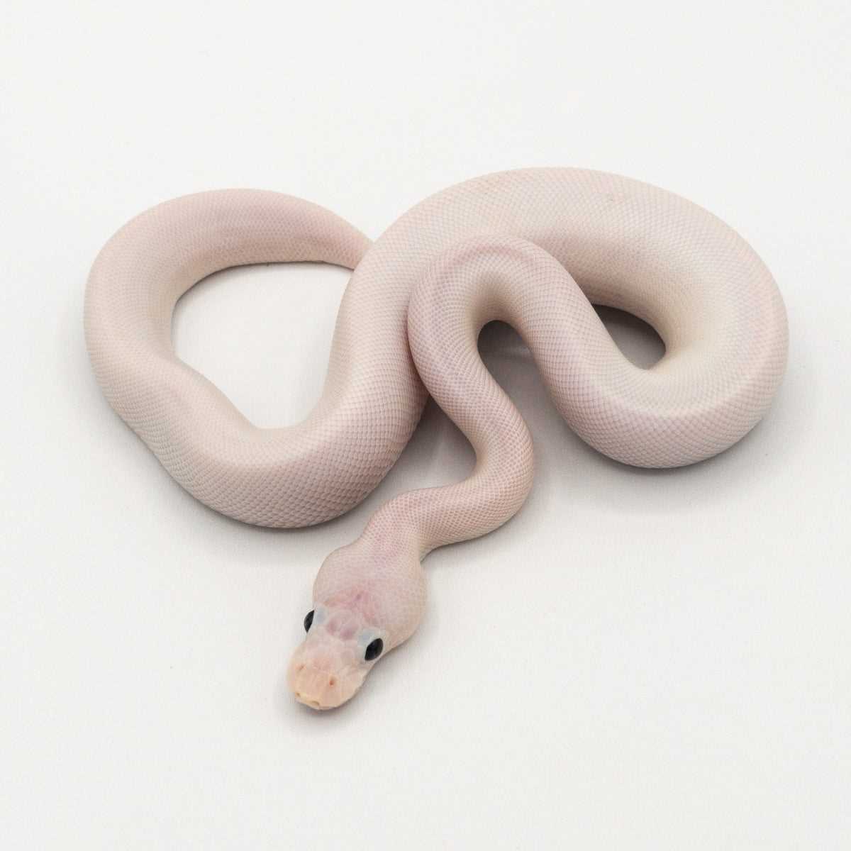 Black Eyed Lucy Ball Python: An Uncommon Variant