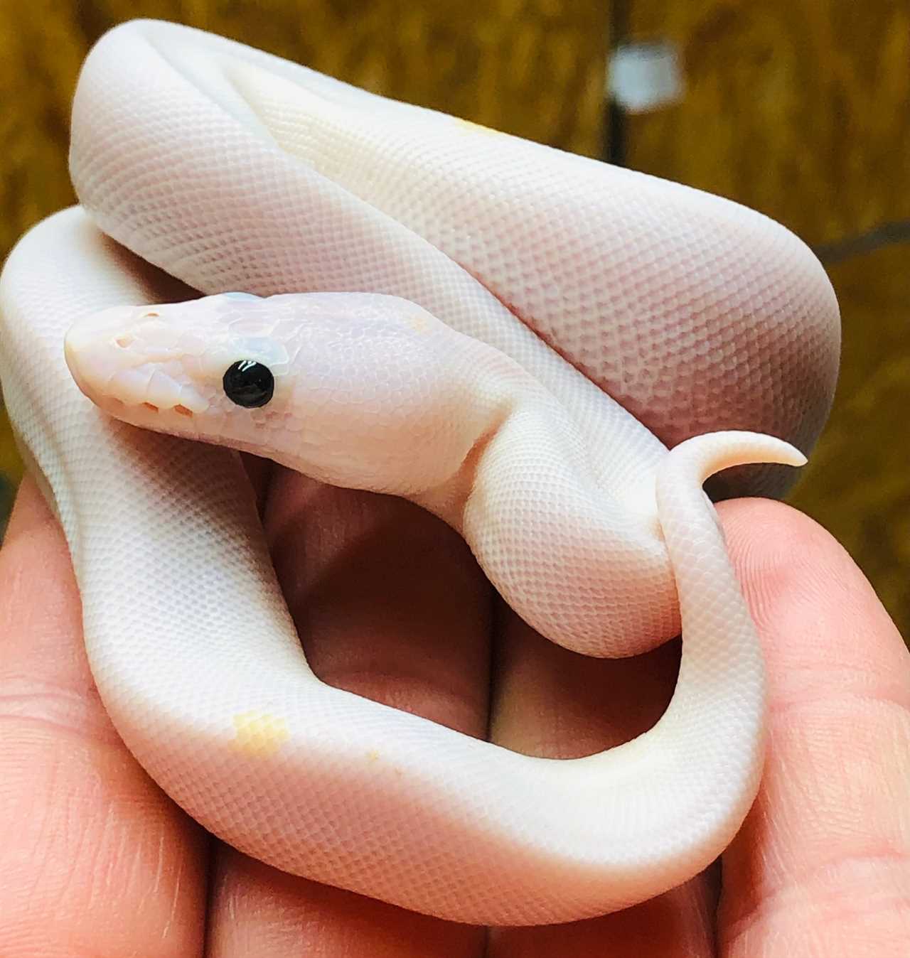 Black eyed lucy ball python