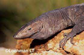 Physical Characteristics and Appearance of Black Headed Monitor