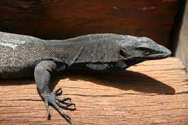 All About the Black Headed Monitor