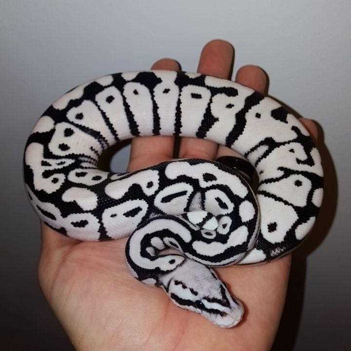 The Unique Color Pattern of the Black White Ball Python