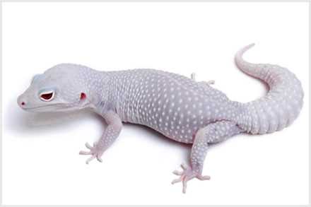 Blanco diablo leopard gecko