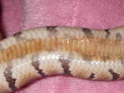 Environmental Factors and Blister Disease in Snakes